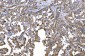 Anti-HGS Antibody Picoband™ (monoclonal, 4B7E2)